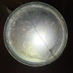 Filtr powietrza Baldwin PA3925
